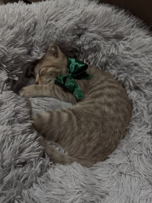 Вислоухий котенок