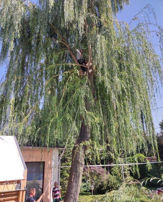 Спил дерево и обрезка