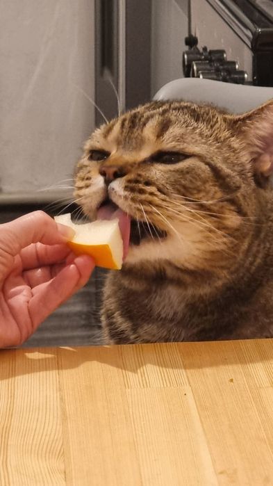 Британский котенок