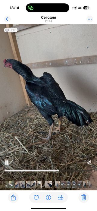 Тайго микс майски