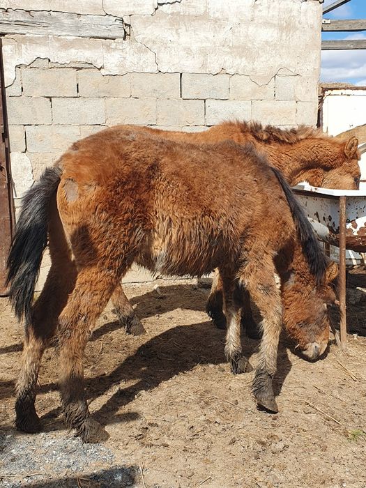 Тайлар откормленное продам.