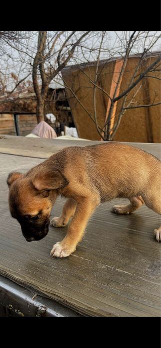 Питбуль чистокровный