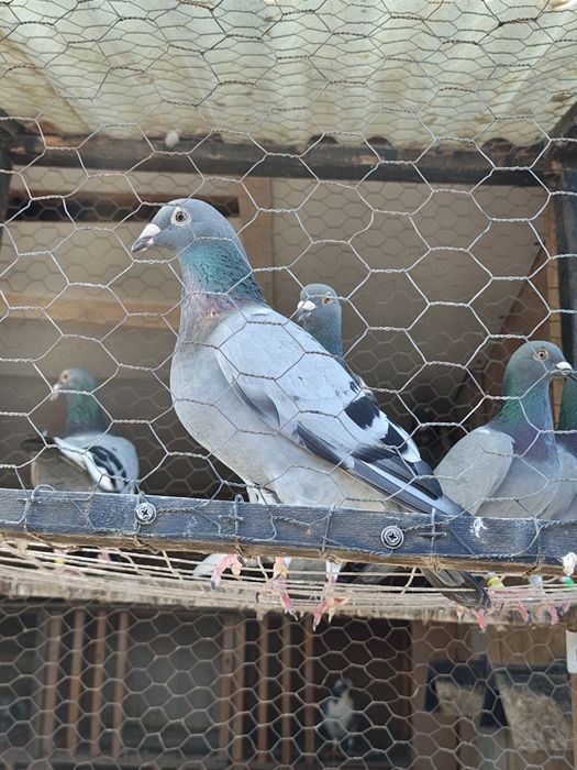 Vand porumbei pui și bătrâni