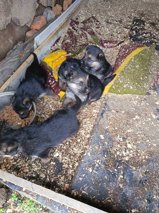 Продават се Немски овчарки