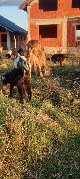 Capre Anglonubiene și Alpine cu iezi !