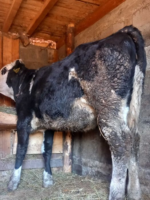 Vhnd junca junca buna de foarte buna mai multe detali la telefon