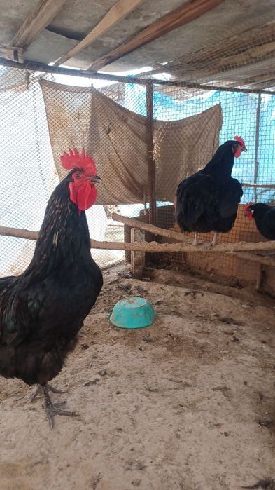 Qora shagzoda jojalar va tuxumlar