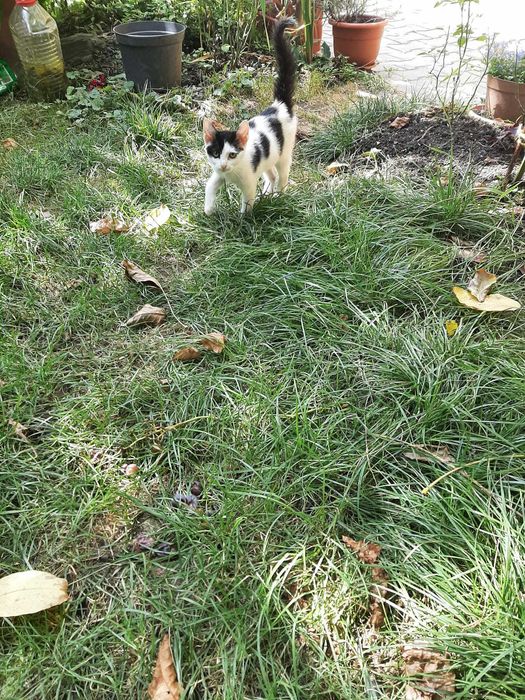 Salvati puiuti de pisica abandonati pe camp !