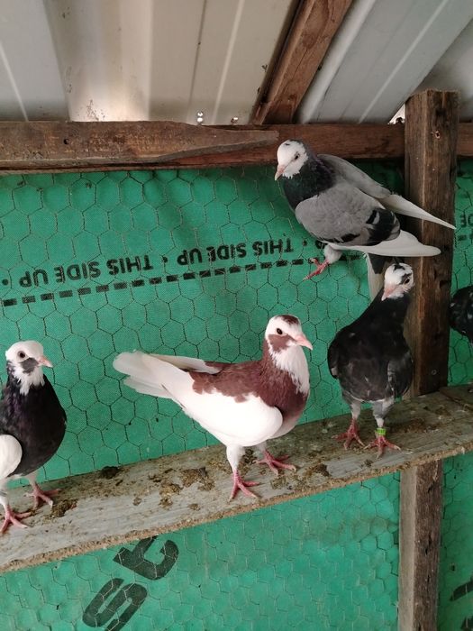 Vand porumbei birmingham