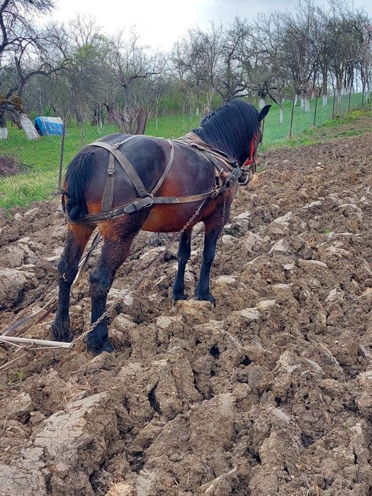 Vând ieapă de 6 ani