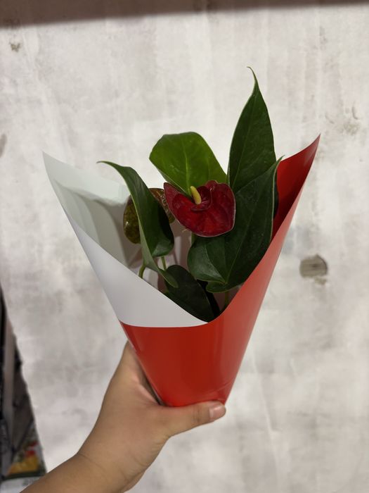 Цветы комбо из 10шт