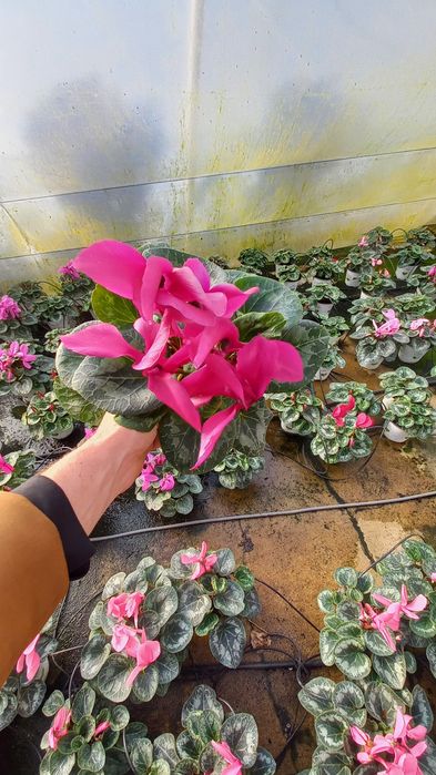 Cyclamen si zambila devenzare