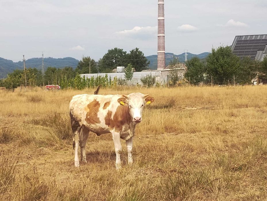 Vând junincă, bălțată românească !