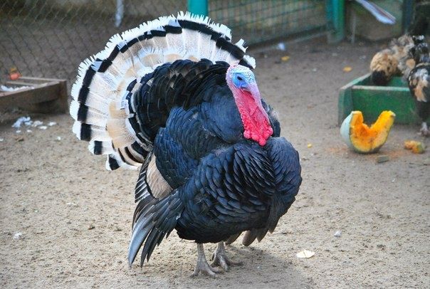 Продаю домашних индюков, самцов