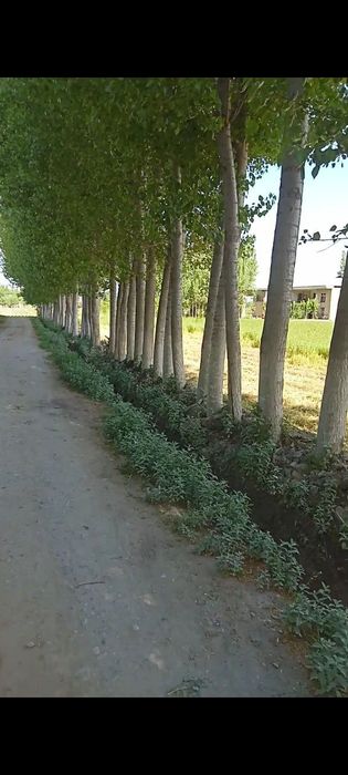 Daraxt sotiladi 125 ta