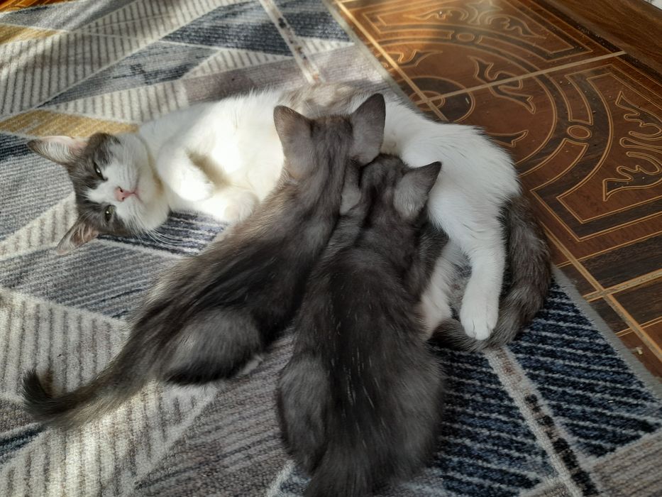 Котята бесплатно