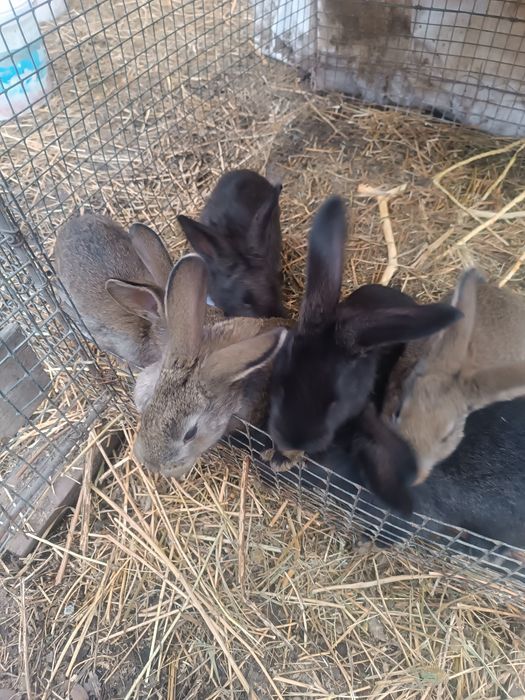 Кроликов продам.