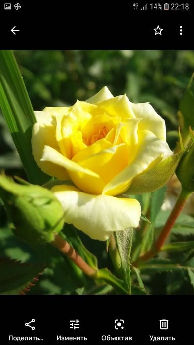 Розы для Вашего сада