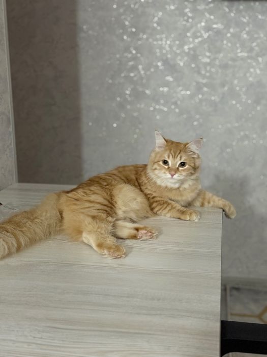 Продается золотистая британская Хейланд 1 годик,стерилизованная.