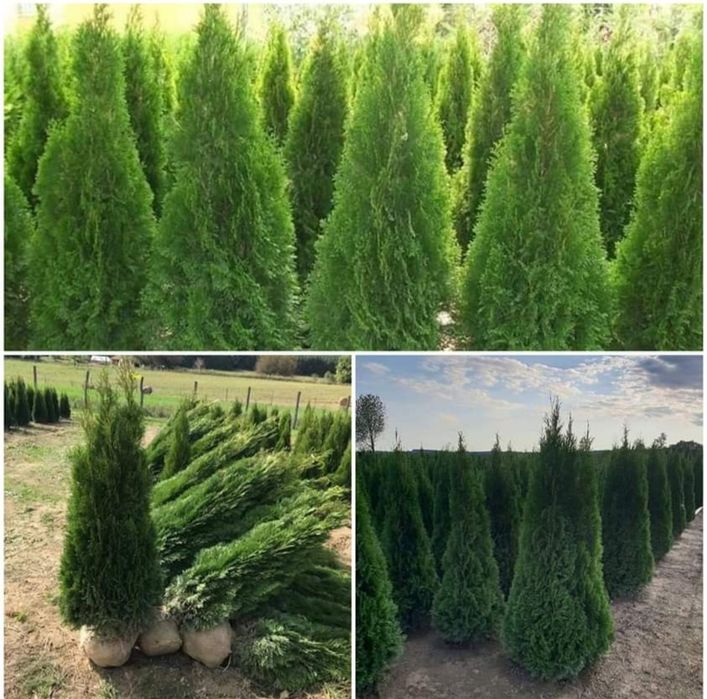 Magnolia soulangeana/ alb/roz/mov/galben, Magnolia grandiflora verde