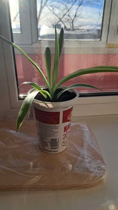 Продаю комнатные растения