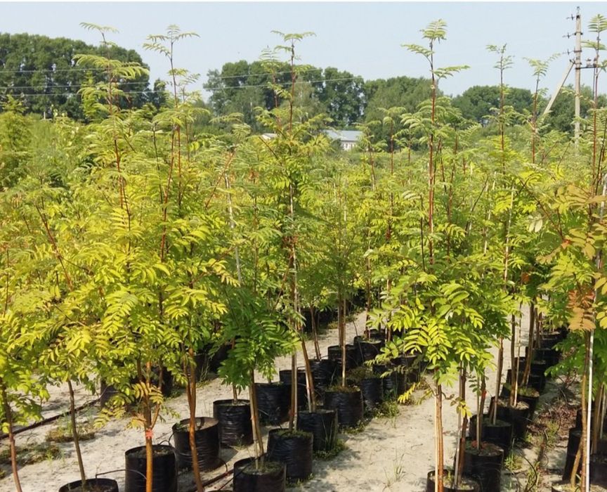 Продам саженцы рябины