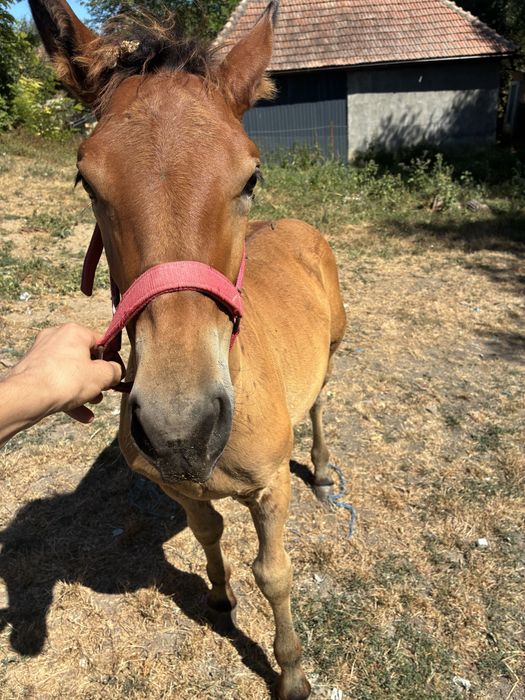 Vand manza de 3 luni