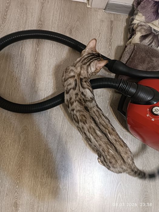 Bengal srochna sotiladi