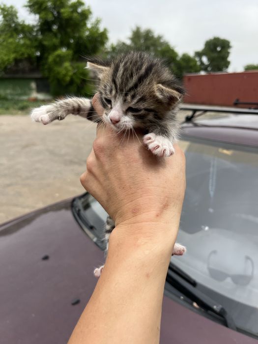 Отдам котят в хорошие руки!!!