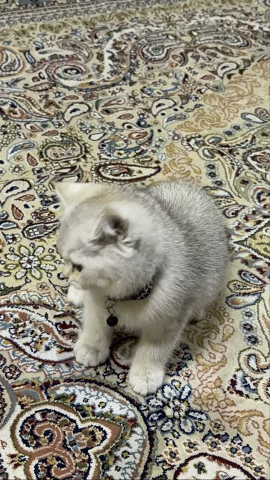 Серебристая шиншилла