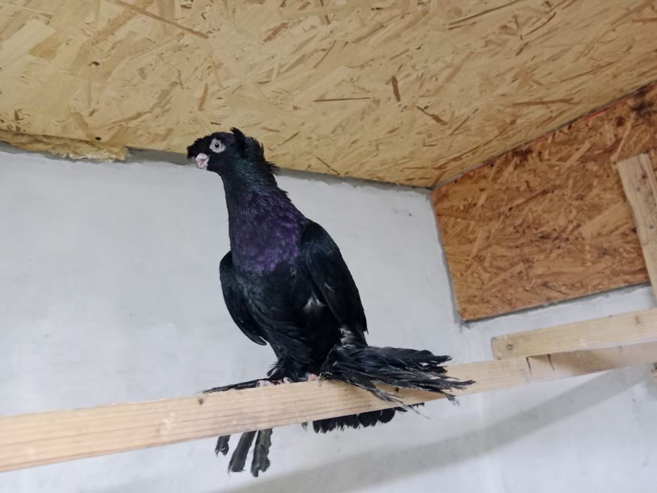 Продам   голубей