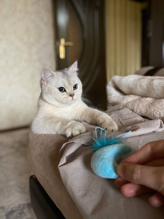 Pet sitter - VIP передержка - присмотр за животными на дому