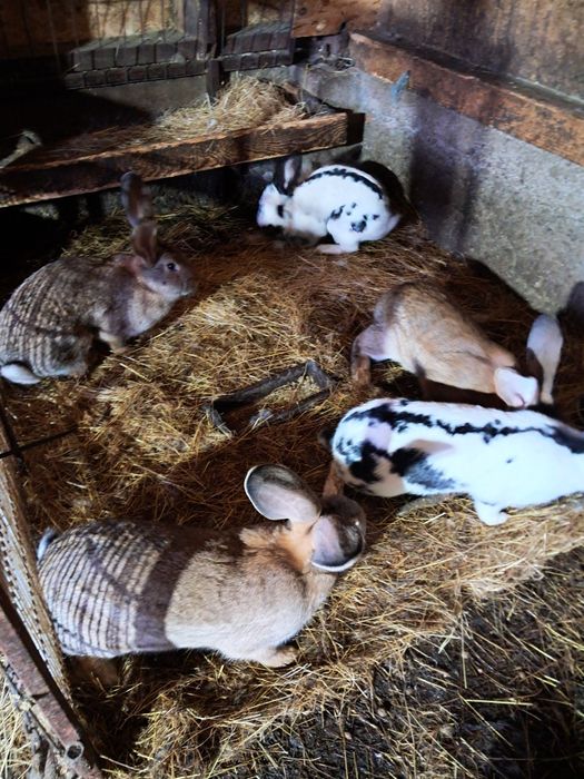 Urias german de vanzare