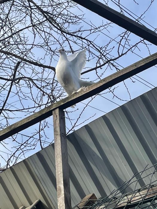 Голуби с лохмами