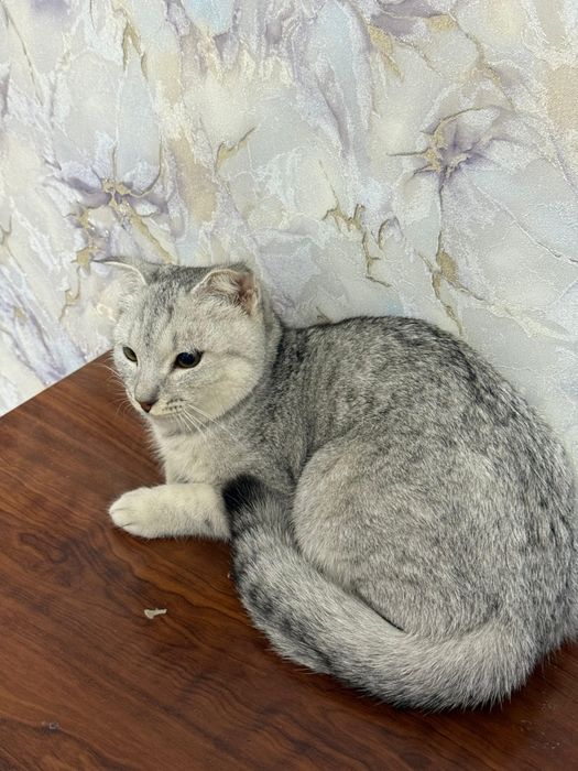 Мысық жоғалды. Сүйіншісі бар