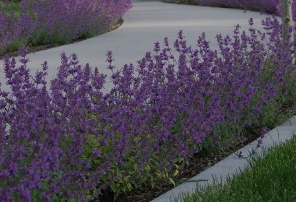 Котовник фассена