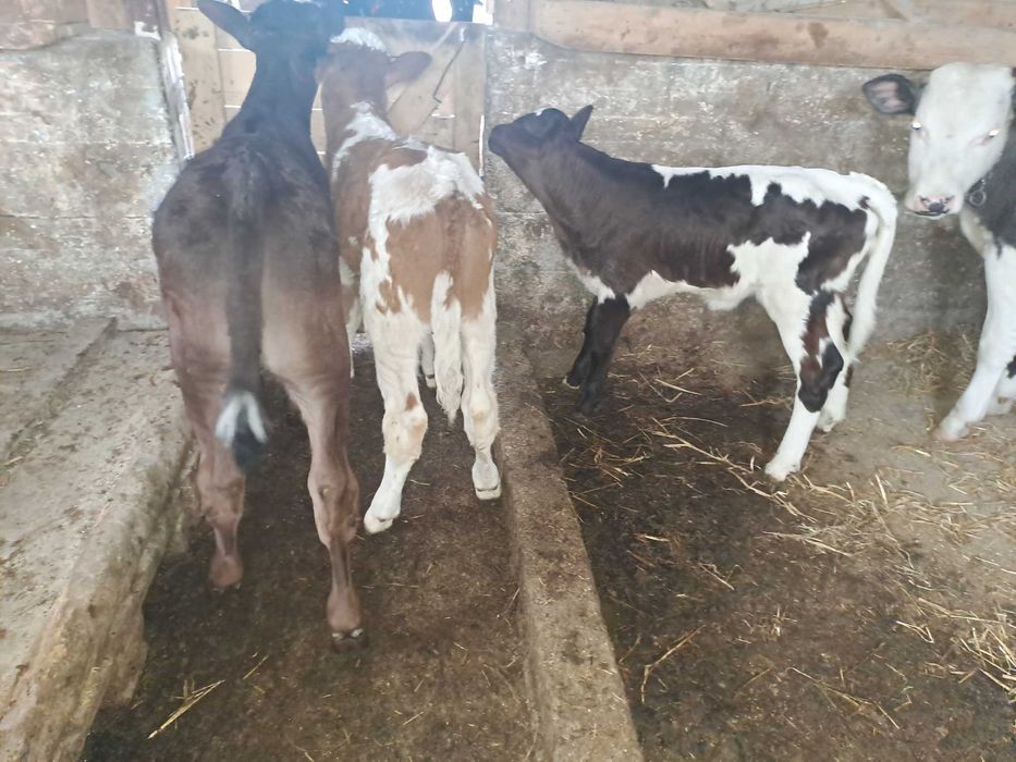 Vând 6viței , 4taurasi si 2 vitele