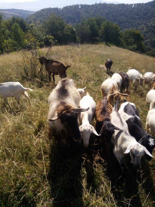 Vând capre și un țap