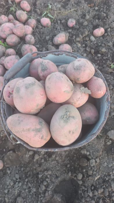 Продам картофель по 250 за 1кг