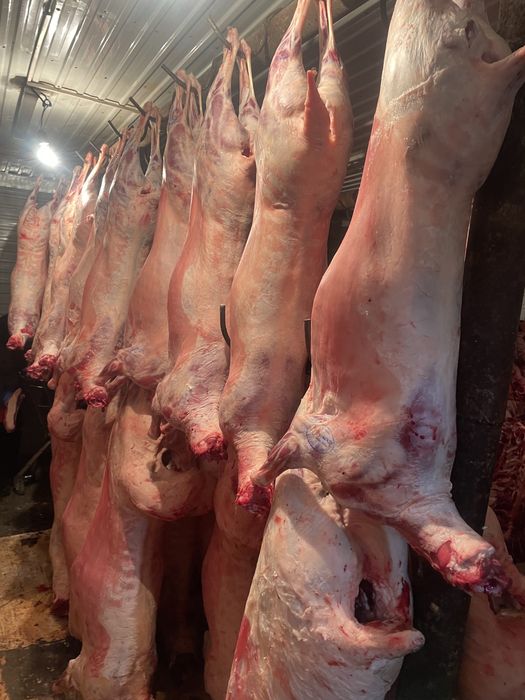 Бараны, Токты Қозылар доставка халал