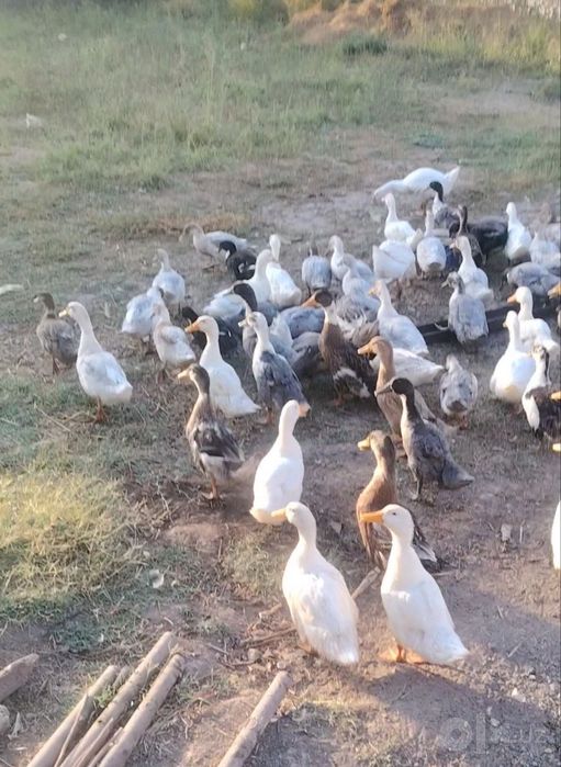 Oʻrdaklar sotiladi soni 65 ta, narxi 119000 dan kelishiladi.