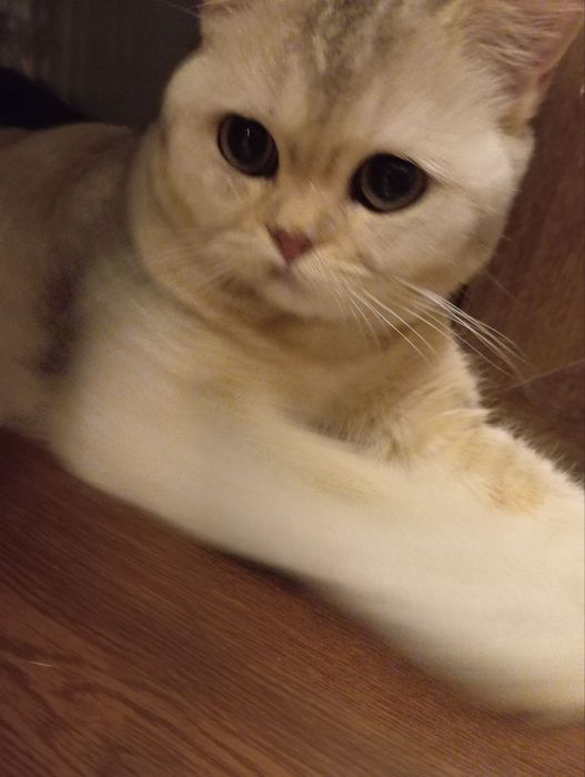 Вязка кошек Серебристая Шиншила 1,5 года опытный