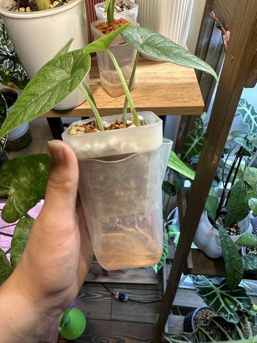 Алоказии сортовые