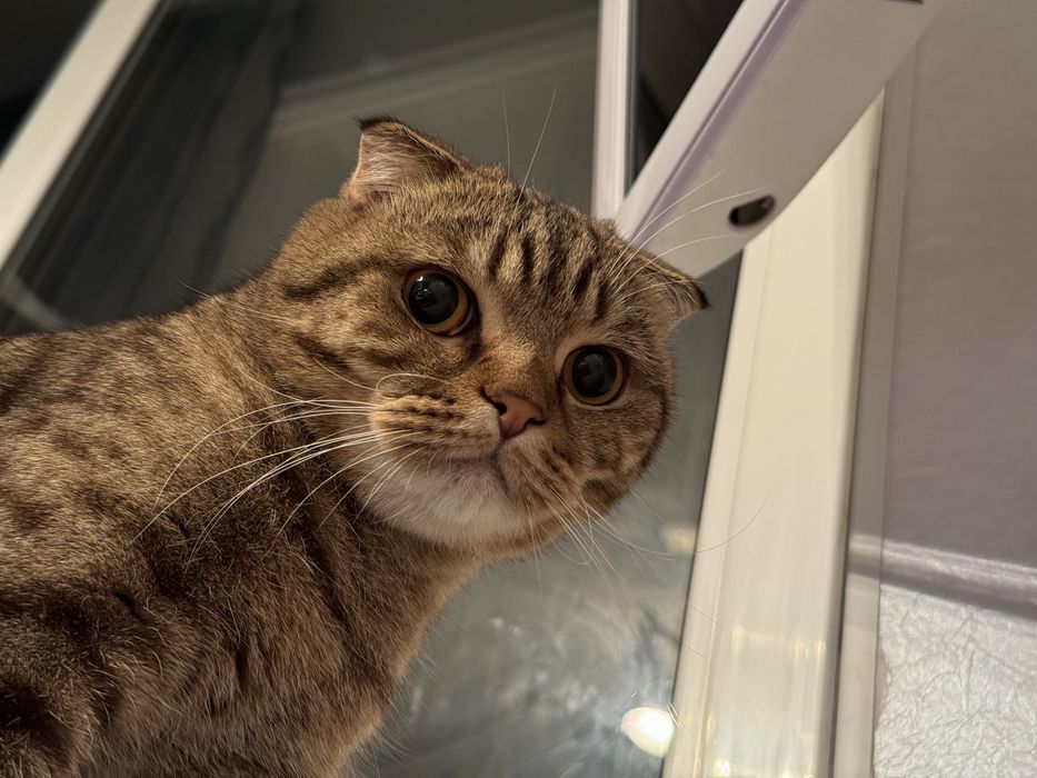 Отдам кота в хорошие руки!