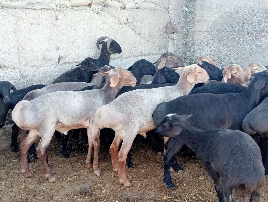 Қошқарлар сатылады