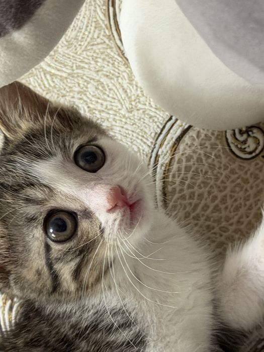 Котенок в добрые руки