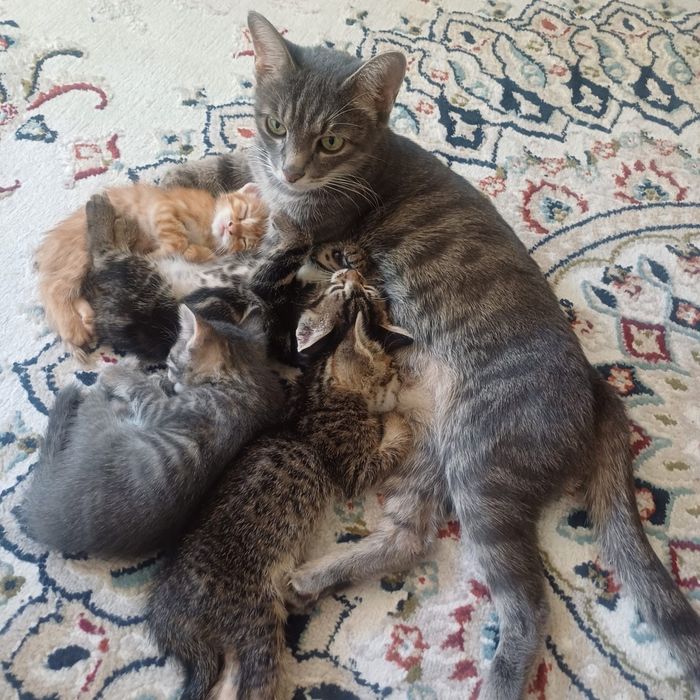 Котята в добрые руки