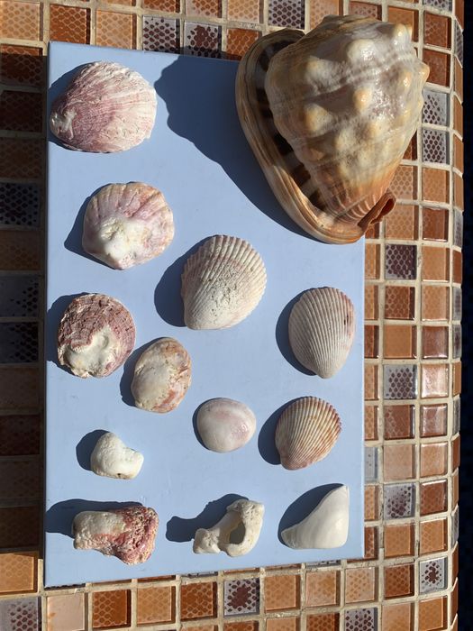 Настоящие морские ракушки