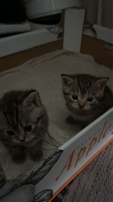 котята вислоухие