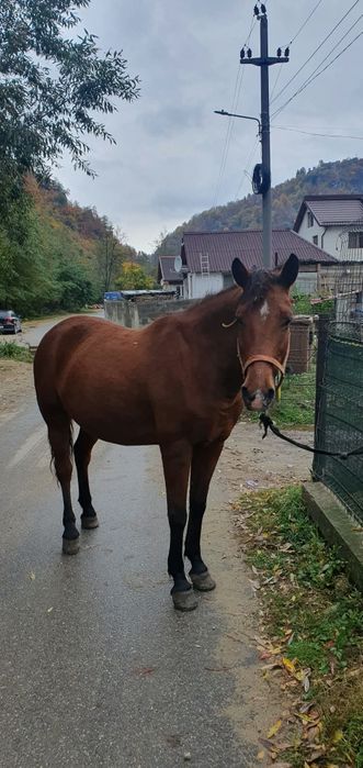 Vând iapa de 6 ani